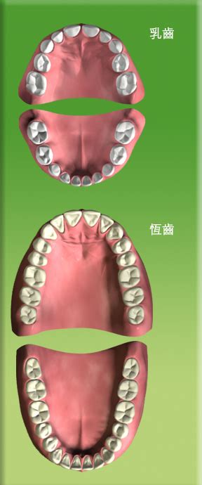 2歲出大牙|親子口腔護理樂園